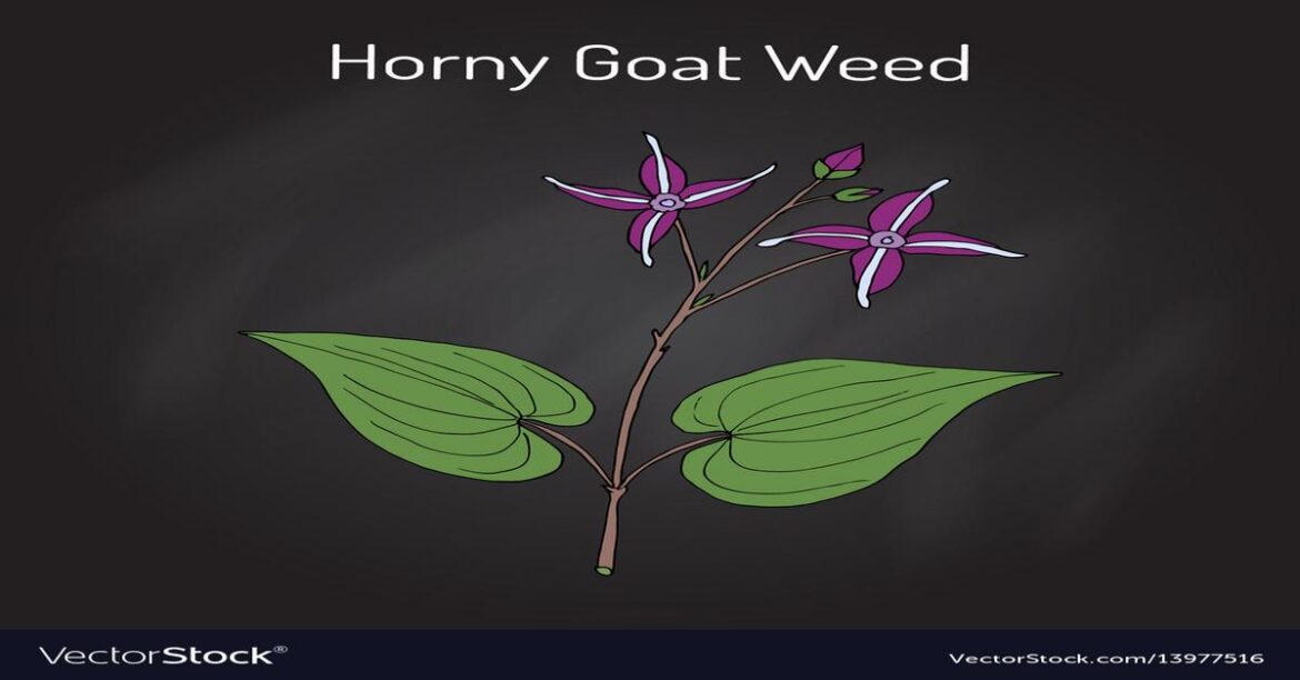 horny-goat-weed-benefits