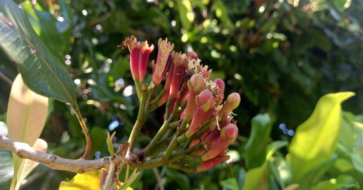 cloves-for-bloating